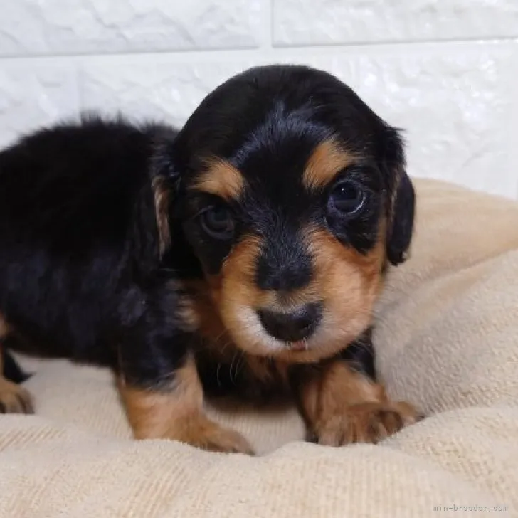 ID：2311-01643の子犬