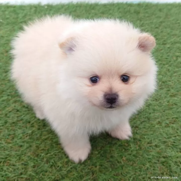 ID：2404-03096の子犬