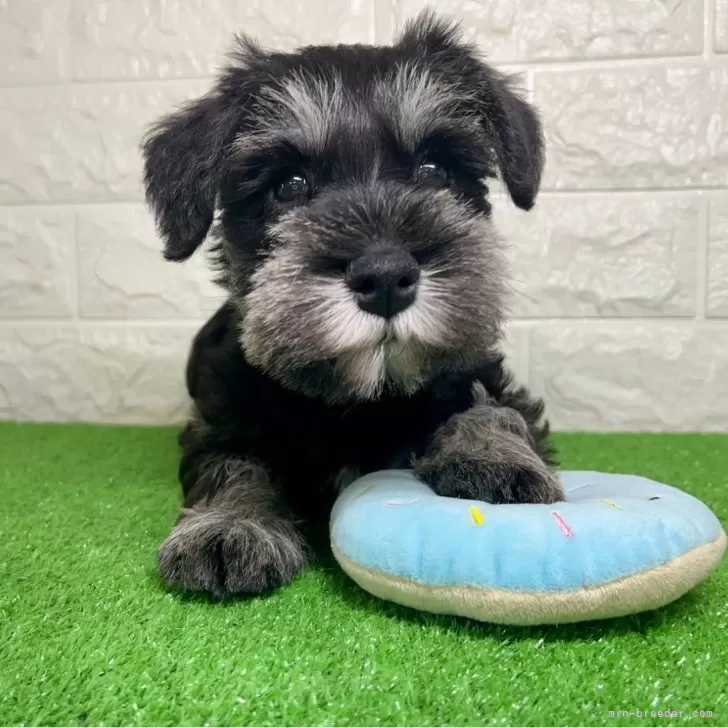 ID：2403-03595の子犬