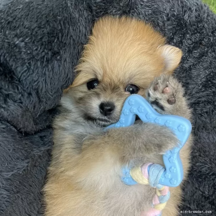 ID：2404-03554の子犬