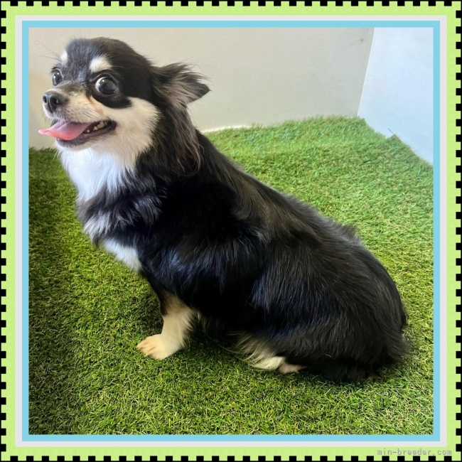 チワワ(ロング)【・女の子・2021年2月22日・ブラック&amp;クリーム】