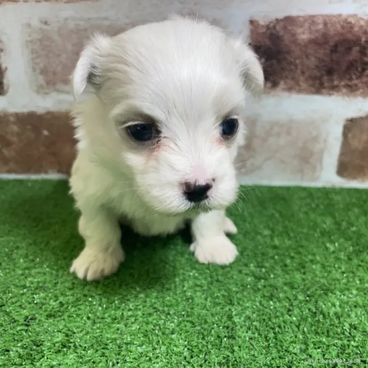 ID：2310-05091の子犬