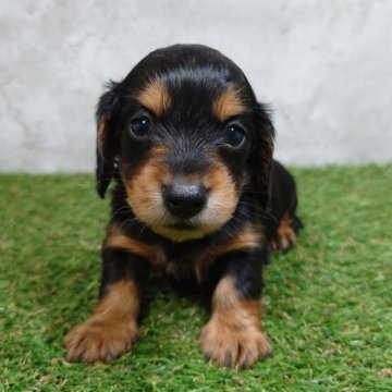 ミニチュアダックスフンド(ロング)【宮崎県・男の子・2024年4月21日・ブラック&タン】の写真「元気一杯な男の子です✨」