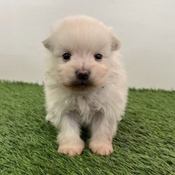 ポメラニアン【宮崎県・男の子・2023年1月16日・クリーム】の写真「丸顔の可愛い男の子です！」