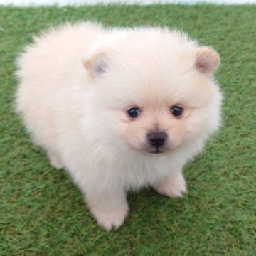ポメラニアン【宮崎県・男の子・2024年3月16日・クリーム】の写真「のんびり屋さんな男の子です🐶」