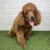 トイプードル(トイ)【・男の子・2024年4月8日・レッド】