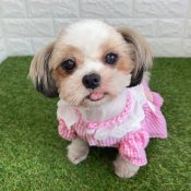 シーズー【・女の子・2021年8月14日・ホワイト&ゴールド】