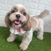 シーズー【・女の子・2021年5月11日・ホワイト&ゴールド】