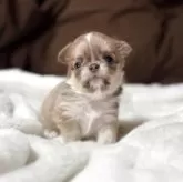 チワワ(ロング)【愛知県・男の子・2026年1月28日・イザベラフォーンホワイト】の写真6