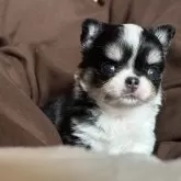 チワワ(ロング)