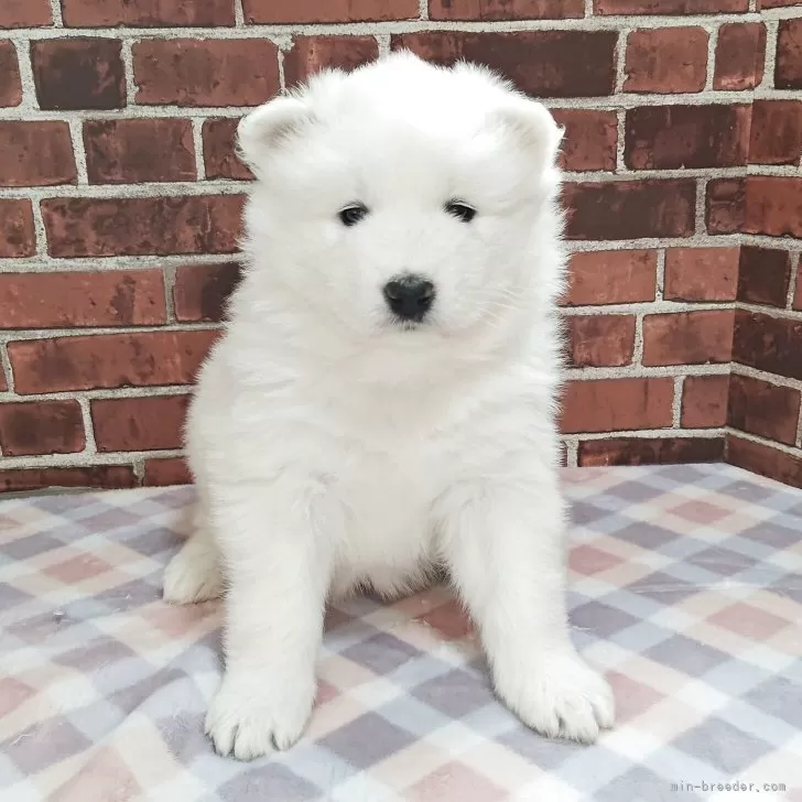 サモエド【京都府・女の子・2025年10月3日・ホワイト】の写真1