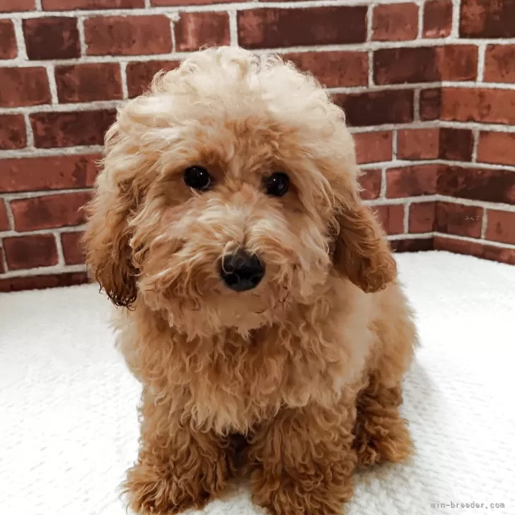 トイプードル(トイ)【京都府・男の子・2025年4月10日・アプリコット】の写真1「体重3kg(8月17日現在)足が短めで、ぽてぽて歩きます。」