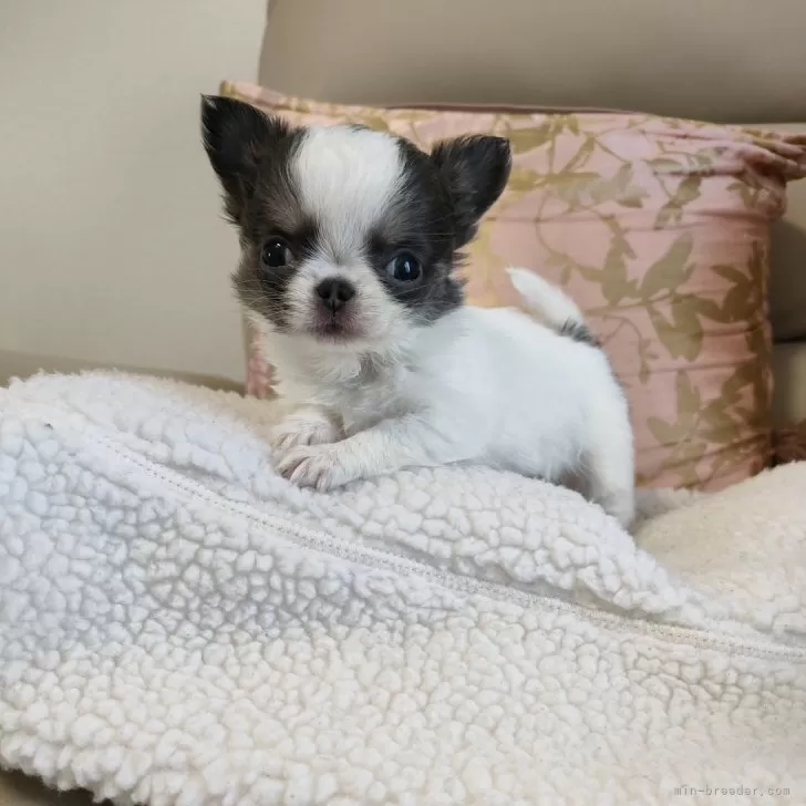 みきちゃん 様のお迎えした子犬