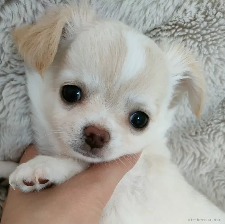 ID：2503-02204の子犬