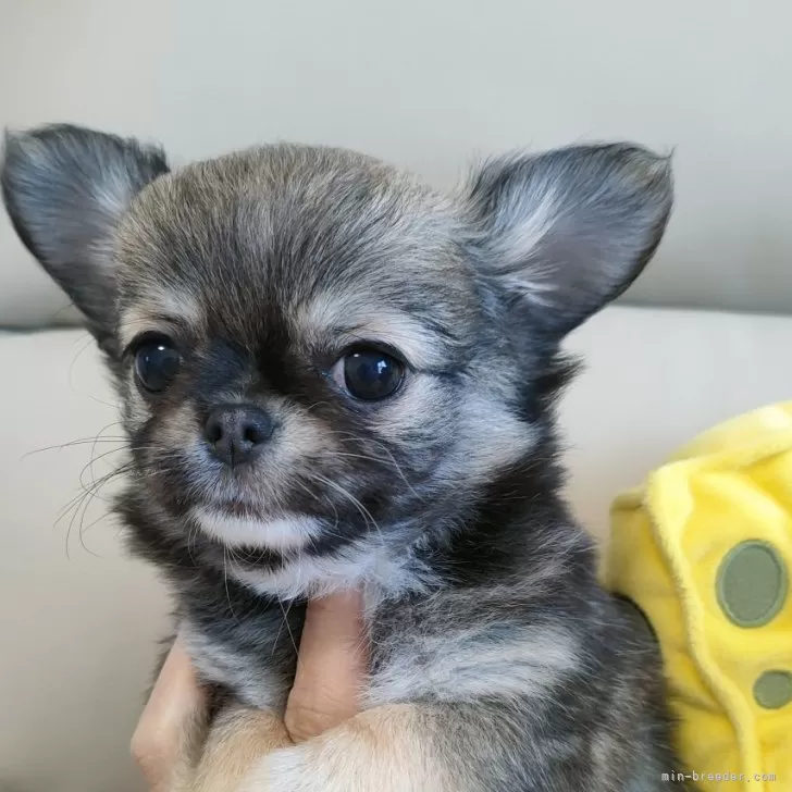 ID：2503-00801の子犬