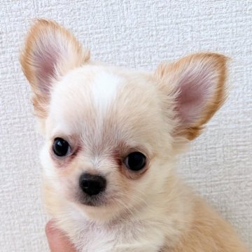 チワワ(ロング)【埼玉県・男の子・2025年8月10日・クリーム】の写真「甘ったれちゃんの優しいお顔」