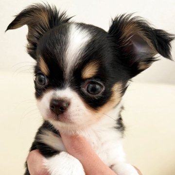 チワワ(ロング)【埼玉県・男の子・2025年10月26日・トライカラー】の写真「賢い優しい男の子」