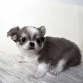 チワワ(ロング)