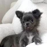 チワワ(ロング)
