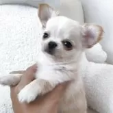 チワワ(ロング)