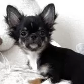 チワワ(ロング)