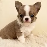 チワワ(ロング)