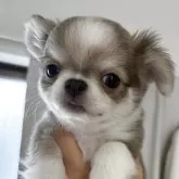 チワワ(ロング)