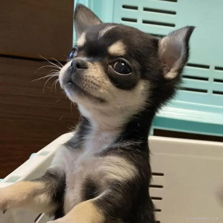 ID:2301-05006の子犬
