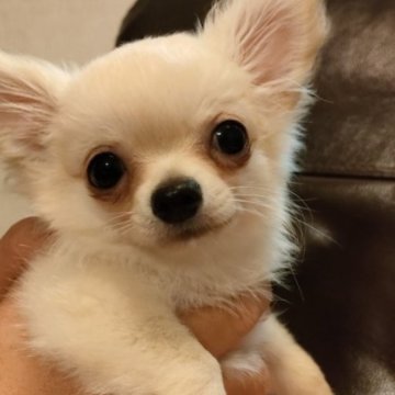 チワワ(ロング)【埼玉県・男の子・2023年4月2日・クリーム】の写真「ワクチン2回済です」