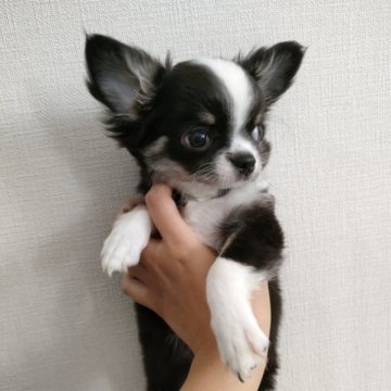 チワワ(ロング)【埼玉県・女の子・2023年7月12日・ブラック&ホワイト】の写真「おめめまんまる♥️」