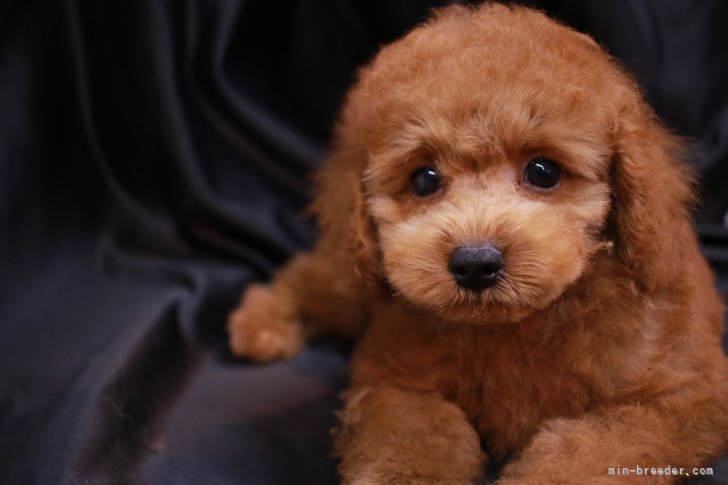 鈴木　智美(すずき　ともみ)ブリーダー(千葉県・トイプードルなど・JKC登録)の紹介写真2