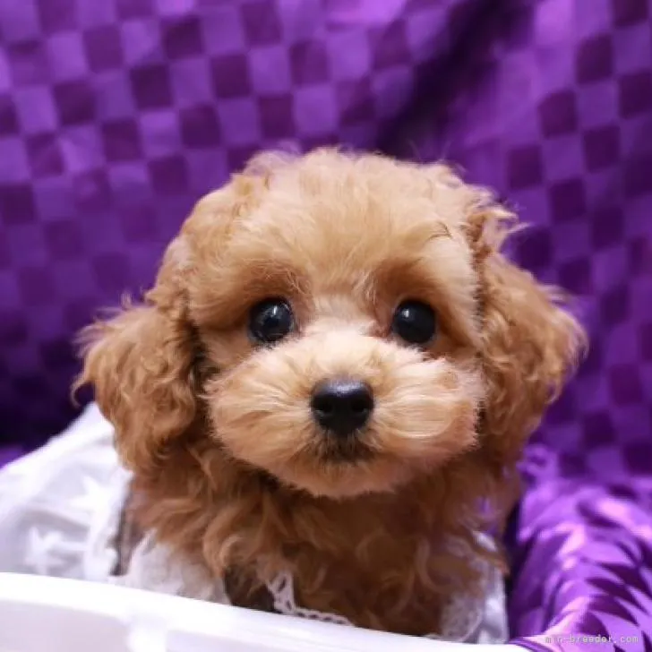 ID：2209-04683の子犬