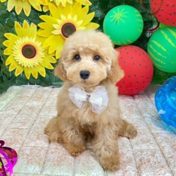 トイプードル(タイニー)【千葉県・男の子・2023年5月19日・レッド】の写真「やんちゃくん」