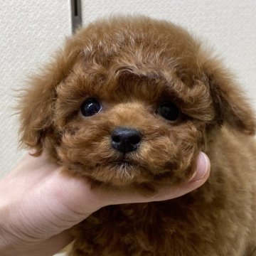 トイプードル(ティーカップ)【千葉県・女の子・2024年1月20日・レッド】の写真「お目目くりくりちびちび予想」