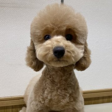 トイプードル(タイニー)【千葉県・男の子・2023年12月9日・アプリコット】の写真「元気いっぱい短足君」