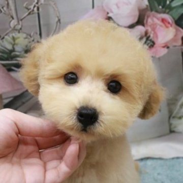 トイプードル(タイニー)【千葉県・男の子・2023年5月19日・アプリコット】の写真「甘えんぼくん」