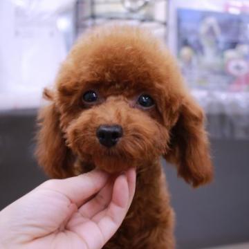 トイプードル(タイニー)【千葉県・男の子・2022年1月4日・レッド】の写真「現在1.6kg」