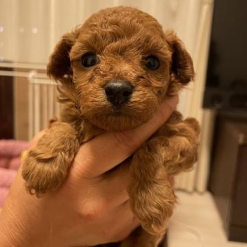 トイプードル(タイニー)【千葉県・女の子・2022年9月3日・レッド】の写真「綺麗なレッドの女の子」