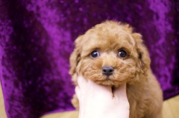 トイプードル(ティーカップ)【千葉県・男の子・2022年1月4日・レッド】の写真「ティーカップ予想」