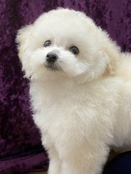 トイプードル(タイニー)【千葉県・女の子・2022年1月7日・ホワイト】の写真「両親犬遺伝検査3項目クリア」