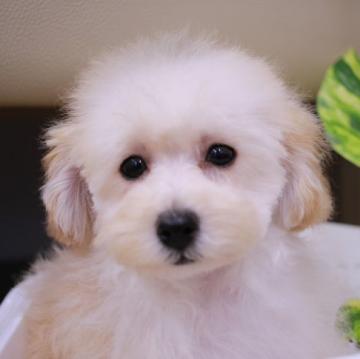 トイプードル(タイニー)【千葉県・男の子・2022年3月29日・クリーム】の写真「今回大幅お値下げ中」