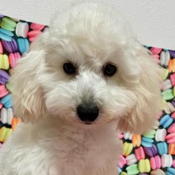 トイプードル(タイニー)【千葉県・男の子・2022年5月12日・ホワイト】の写真「クリスマス、年末に向けてお求めやすい価格に」