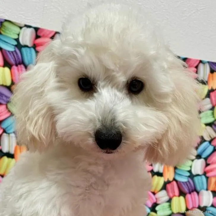 ID：2210-01690の子犬