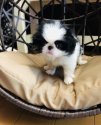 狆(チン)