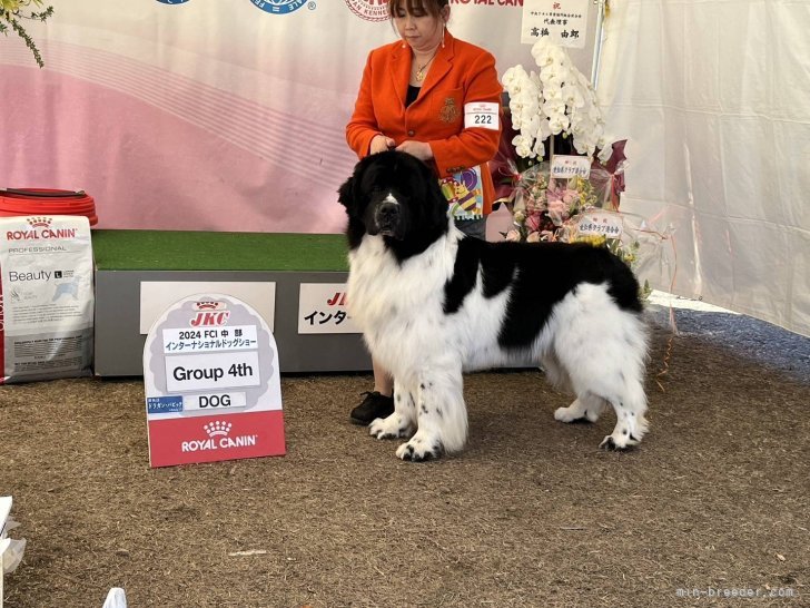 ロシアから迎えたドン・ファン、インターチャンピオン完成しました。｜日名　敏子(ひな　としこ)ブリーダー(岡山県・シェットランドシープドッグなど・JKC/日本犬保存会/JCC登録)の紹介写真6