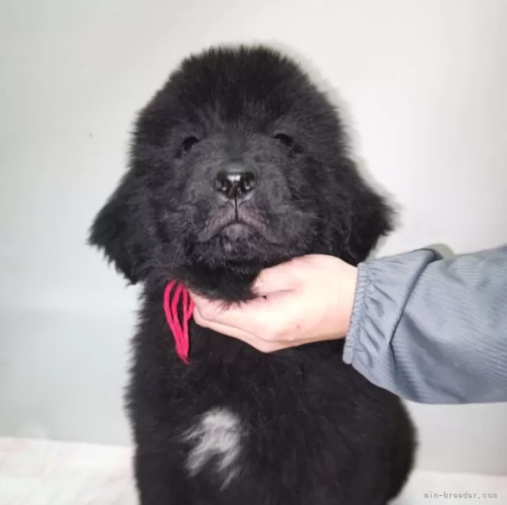 ID：2410-03485の子犬