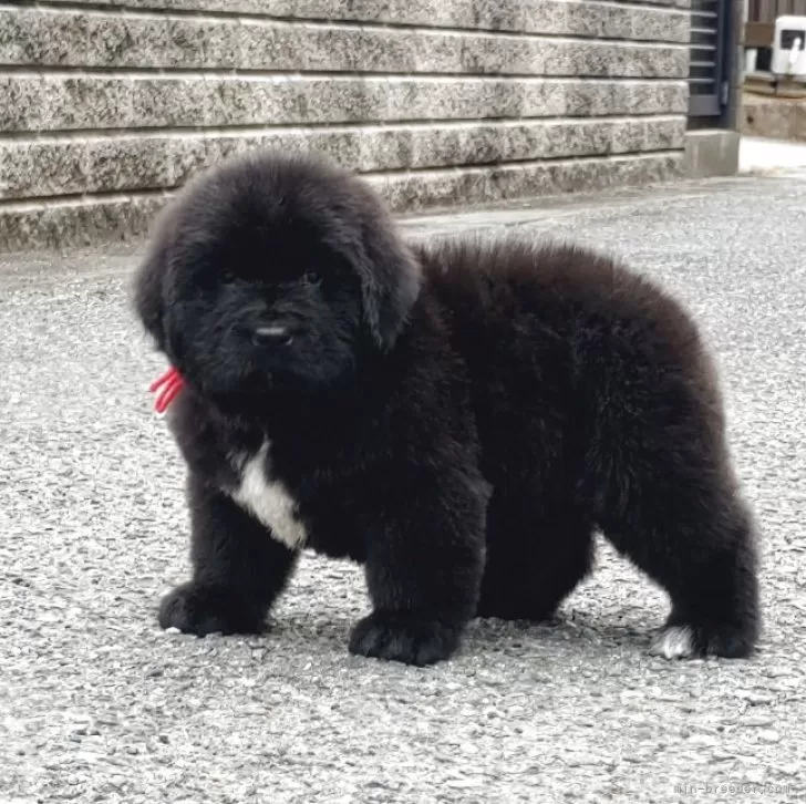 ID：2505-03389の子犬