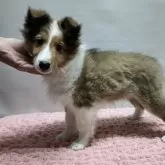 シェットランドシープドッグ【岡山県・女の子・2024年9月6日・セーブル&ホワイト】の写真1