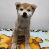 柴犬(標準サイズ)【岡山県・男の子・2024年11月25日・赤】の写真1