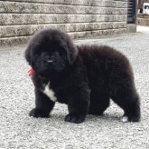 ニューファンドランド